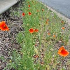 Papaver dubium (Longhead Poppy) at Narrabundah, ACT - 3 Oct 2023 by Mike