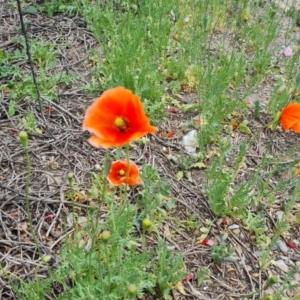 Papaver dubium at Narrabundah, ACT - 3 Oct 2023 12:10 PM