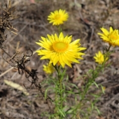 Xerochrysum viscosum (Sticky Everlasting) at Carwoola, NSW - 2 Oct 2023 by MatthewFrawley