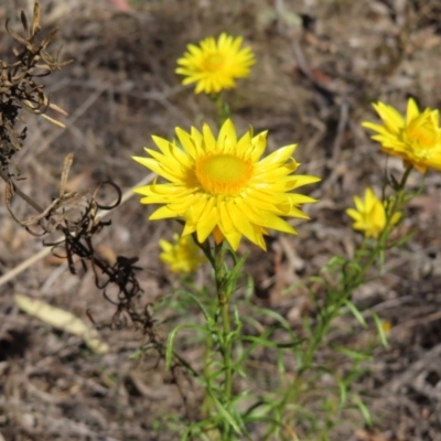 Xerochrysum viscosum (Sticky Everlasting) at Carwoola, NSW - 2 Oct 2023 by MatthewFrawley