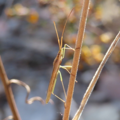 Mutusca brevicornis (A broad-headed bug) at Carwoola, NSW - 2 Oct 2023 by MatthewFrawley