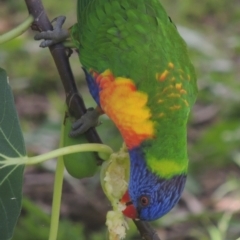 Trichoglossus moluccanus (Rainbow Lorikeet) at Conder, ACT - 14 Apr 2023 by michaelb