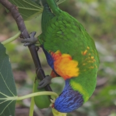 Trichoglossus moluccanus at Conder, ACT - 14 Apr 2023