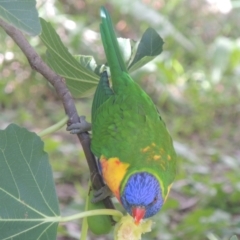 Trichoglossus moluccanus at Conder, ACT - 14 Apr 2023