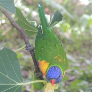 Trichoglossus moluccanus at Conder, ACT - 14 Apr 2023