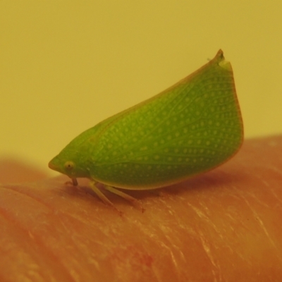 Siphanta acuta (Green planthopper, Torpedo bug) at Conder, ACT - 17 Apr 2023 by MichaelBedingfield