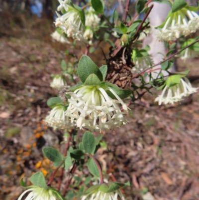 Pimelea linifolia subsp. linifolia (Queen of the Bush, Slender Rice-flower) at Carwoola, NSW - 2 Oct 2023 by MatthewFrawley