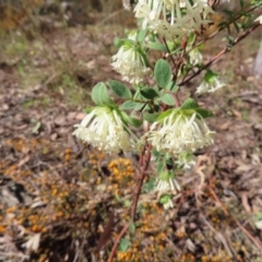 Pimelea linifolia subsp. linifolia at Carwoola, NSW - 2 Oct 2023