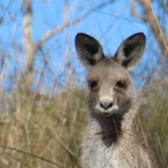 Macropus giganteus (Eastern Grey Kangaroo) at QPRC LGA - 2 Oct 2023 by MatthewFrawley