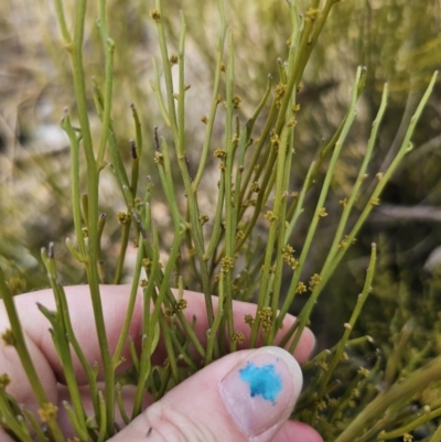 Omphacomeria acerba (Leafless Sour-bush) at Captains Flat, NSW - 3 Oct 2023 by Csteele4