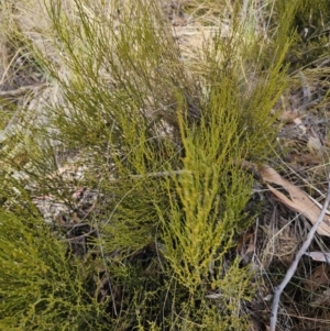 Omphacomeria acerba at Captains Flat, NSW - 3 Oct 2023