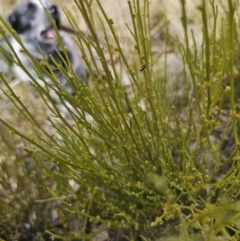 Omphacomeria acerba at Captains Flat, NSW - 3 Oct 2023