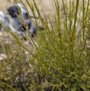 Omphacomeria acerba at Captains Flat, NSW - 3 Oct 2023