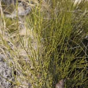 Omphacomeria acerba at Captains Flat, NSW - 3 Oct 2023