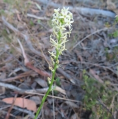 Stackhousia monogyna (Creamy Candles) at Carwoola, NSW - 2 Oct 2023 by MatthewFrawley