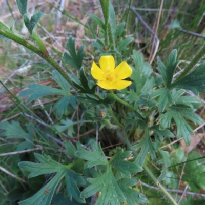 Ranunculus lappaceus (Australian Buttercup) at Carwoola, NSW - 2 Oct 2023 by MatthewFrawley