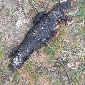 Tiliqua rugosa at Ainslie, ACT - 4 Oct 2023 08:36 AM