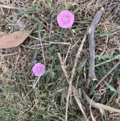 Convolvulus angustissimus subsp. angustissimus (Australian Bindweed) at Cook, ACT - 3 Oct 2023 by lyndallh