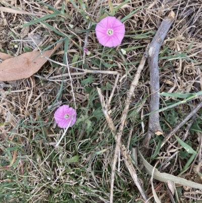 Convolvulus angustissimus subsp. angustissimus (Australian Bindweed) at Cook, ACT - 3 Oct 2023 by lyndallh