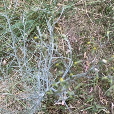 Senecio quadridentatus (Cotton Fireweed) at Mount Painter - 3 Oct 2023 by lyndallh