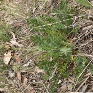 Acaena echinata at Cook, ACT - 3 Oct 2023