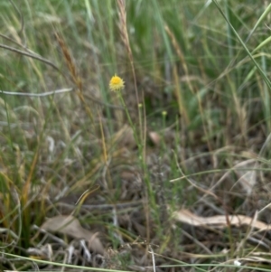 Calotis lappulacea at Cook, ACT - 3 Oct 2023