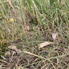 Calotis lappulacea at Cook, ACT - 3 Oct 2023 12:51 PM