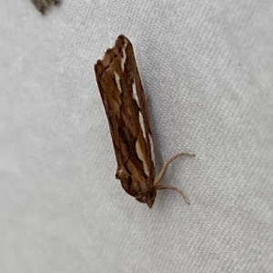 Meyrickella torquesauria at Jerrabomberra, NSW - suppressed