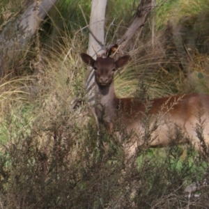 Dama dama at Carwoola, NSW - suppressed