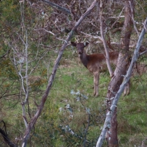 Dama dama at Carwoola, NSW - suppressed