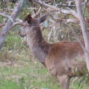 Dama dama at Carwoola, NSW - suppressed