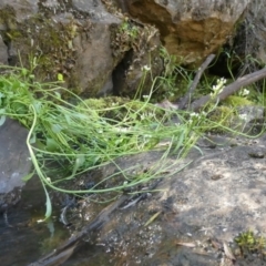 Cardamine papillata (Annual Bitter-cress) at Bolaro, NSW - 1 Oct 2023 by DavidMcKay