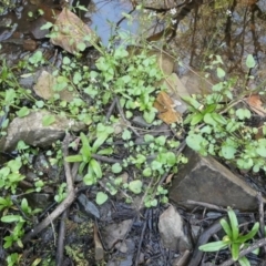 Cardamine papillata at suppressed - 1 Oct 2023