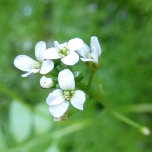 Cardamine papillata at suppressed - 1 Oct 2023