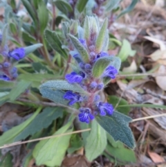 Ajuga australis (Austral Bugle) at Carwoola, NSW - 2 Oct 2023 by MatthewFrawley