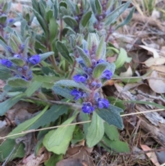 Ajuga australis at Carwoola, NSW - 2 Oct 2023