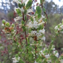 Brachyloma daphnoides (Daphne Heath) at Carwoola, NSW - 2 Oct 2023 by MatthewFrawley