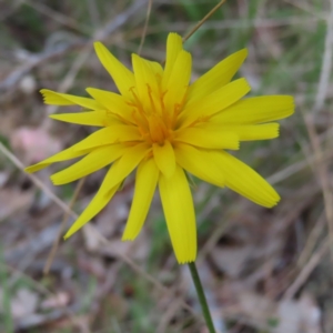 Microseris walteri at Carwoola, NSW - 2 Oct 2023