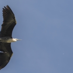 Ardea pacifica (White-necked Heron) at Fyshwick, ACT - 3 Oct 2023 by rawshorty