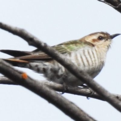 Chrysococcyx basalis (Horsfield's Bronze-Cuckoo) at Stromlo, ACT - 3 Oct 2023 by JohnBundock