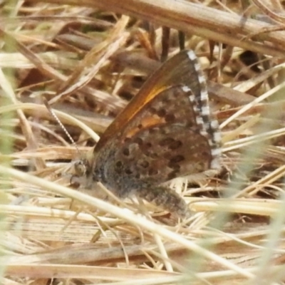 Lucia limbaria (Chequered Copper) at Stromlo, ACT - 3 Oct 2023 by JohnBundock