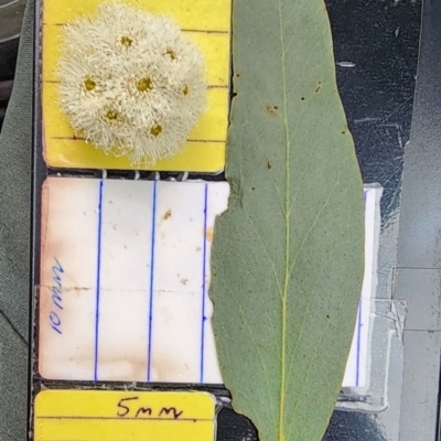 Eucalyptus dives (Broad-leaved Peppermint) at Canberra Central, ACT - 3 Oct 2023 by Steve818