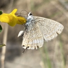 Lampides boeticus (Long-tailed Pea-blue) at Jerrabomberra, NSW - 3 Oct 2023 by SteveBorkowskis