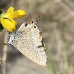 Lampides boeticus at Jerrabomberra, NSW - 3 Oct 2023 02:47 PM