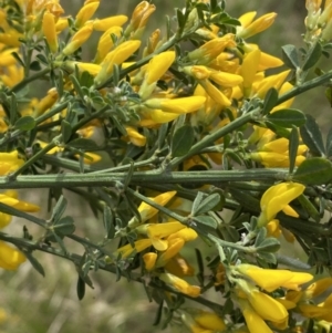 Genista monspessulana at Jerrabomberra, NSW - 3 Oct 2023