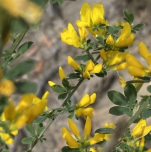 Genista monspessulana at Jerrabomberra, NSW - 3 Oct 2023