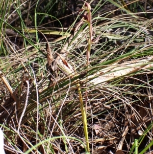 Lyperanthus suaveolens at Belconnen, ACT - suppressed