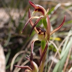 Lyperanthus suaveolens at Belconnen, ACT - suppressed