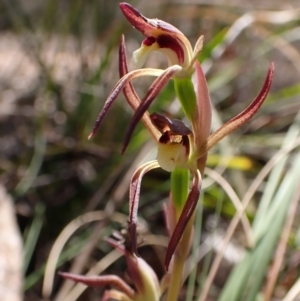 Lyperanthus suaveolens at Belconnen, ACT - suppressed