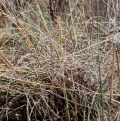 Lyperanthus suaveolens at Belconnen, ACT - suppressed